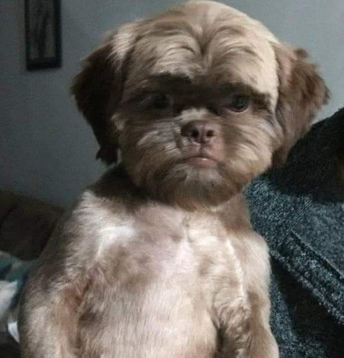 Perrito recibe un mal corte de pelo y se hace viral; lo comparan con un Eawok