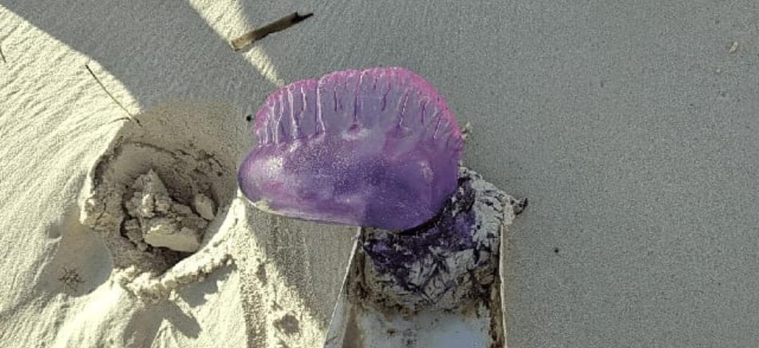 Peligrosa fragata portuguesa ha sido vista en Playa del Carmen, Cozumel y Puerto Morelos