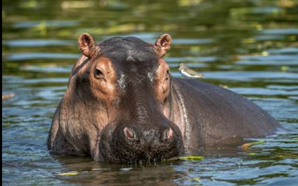 Por esta razón, Colombia quiere sacrificar a los hipopótamos de Pablo Escobar
