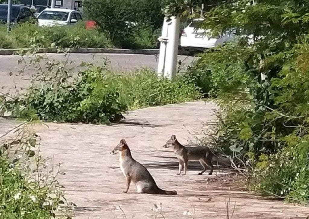 Avistan a zorros grises en fraccionamiento de Cancún; mancha urbana carcome su hábitat