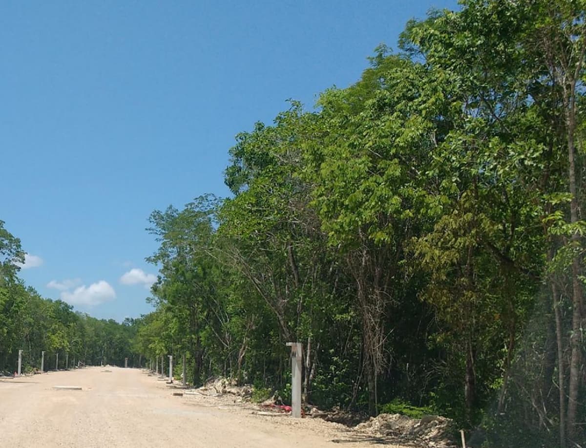 Aprovecha la maleza para intentar abusar de mujer en Playa del Carmen