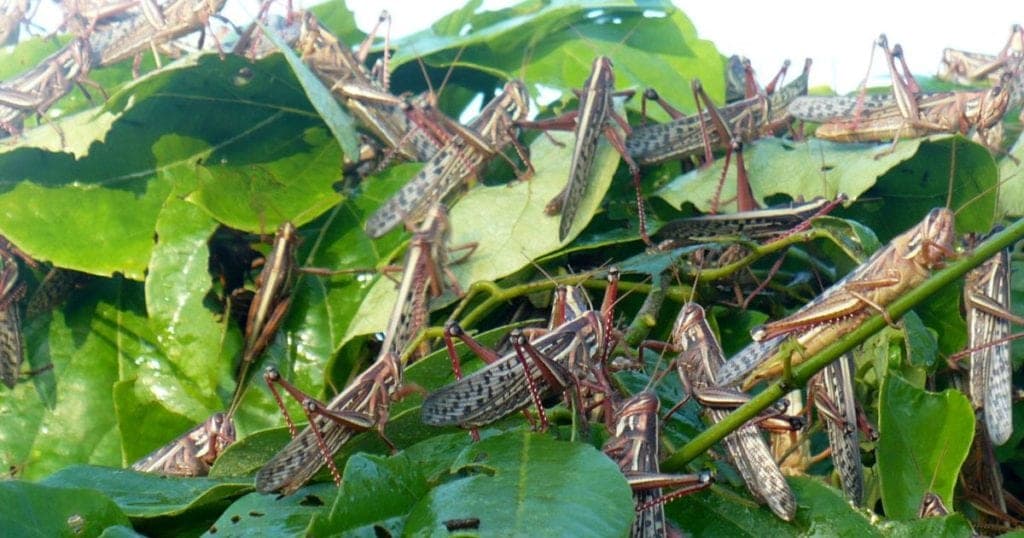 Activa Quintana Roo alertas ante presencia de mangas de langosta en Yucatán