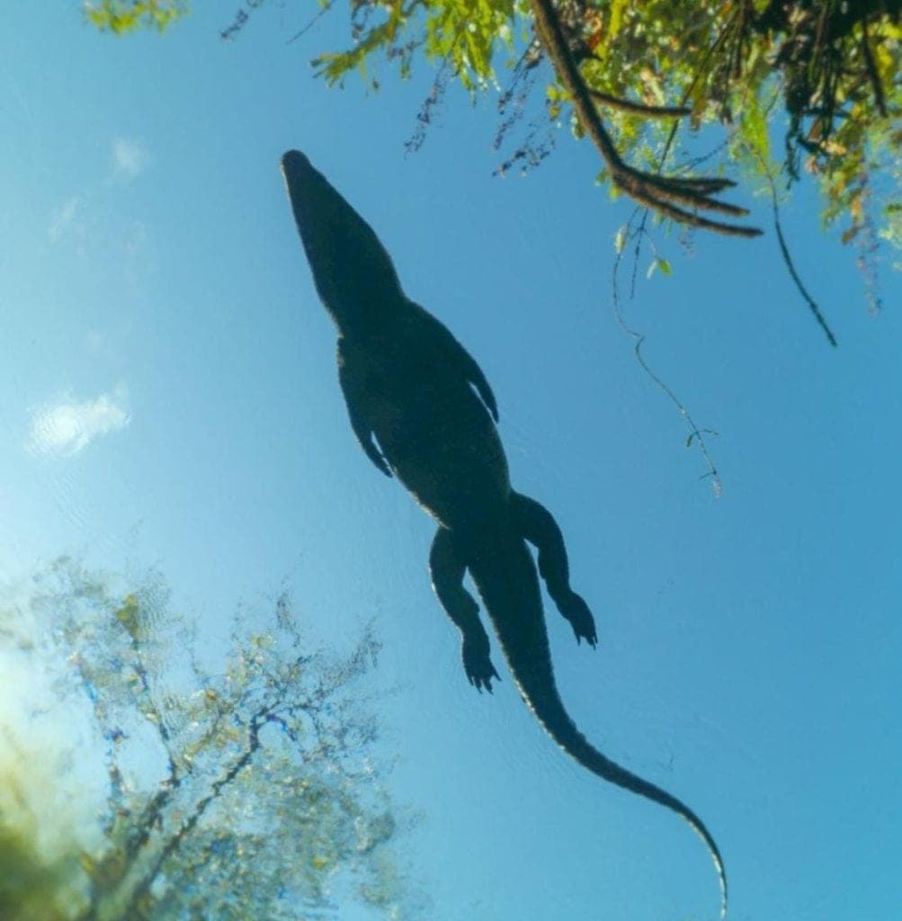 De vivir en un cenote de Tulum a ser una estrella de TikTok, él es ‘Panchito’
