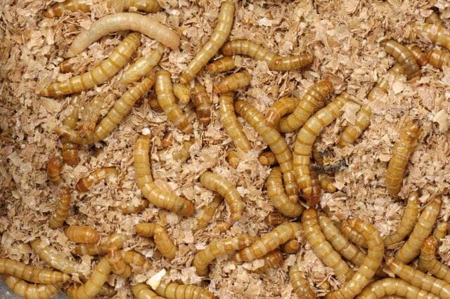 ¿Quieres? UE y FAO señalan que es seguro comer gusanos enteros o en harina