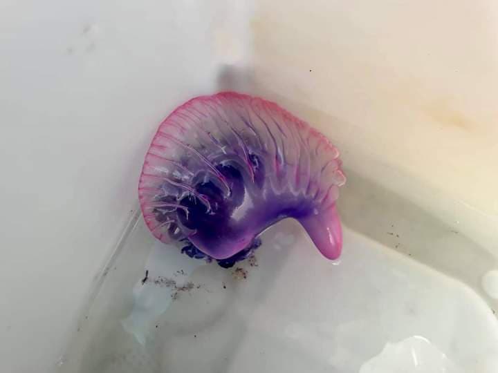 Pescadores de Cozumel hallan fragata portuguesa: especie altamente venenosa