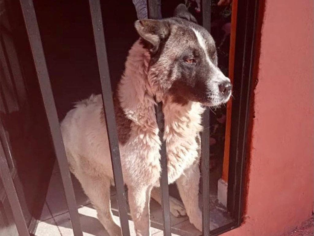 Gracias a un video se pudo salvar la vida de un perro maltratado