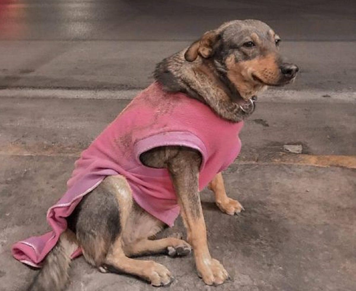 Taquería contrata a la perrita "Lola"; tiene hogar pero a ella le gusta trabajar