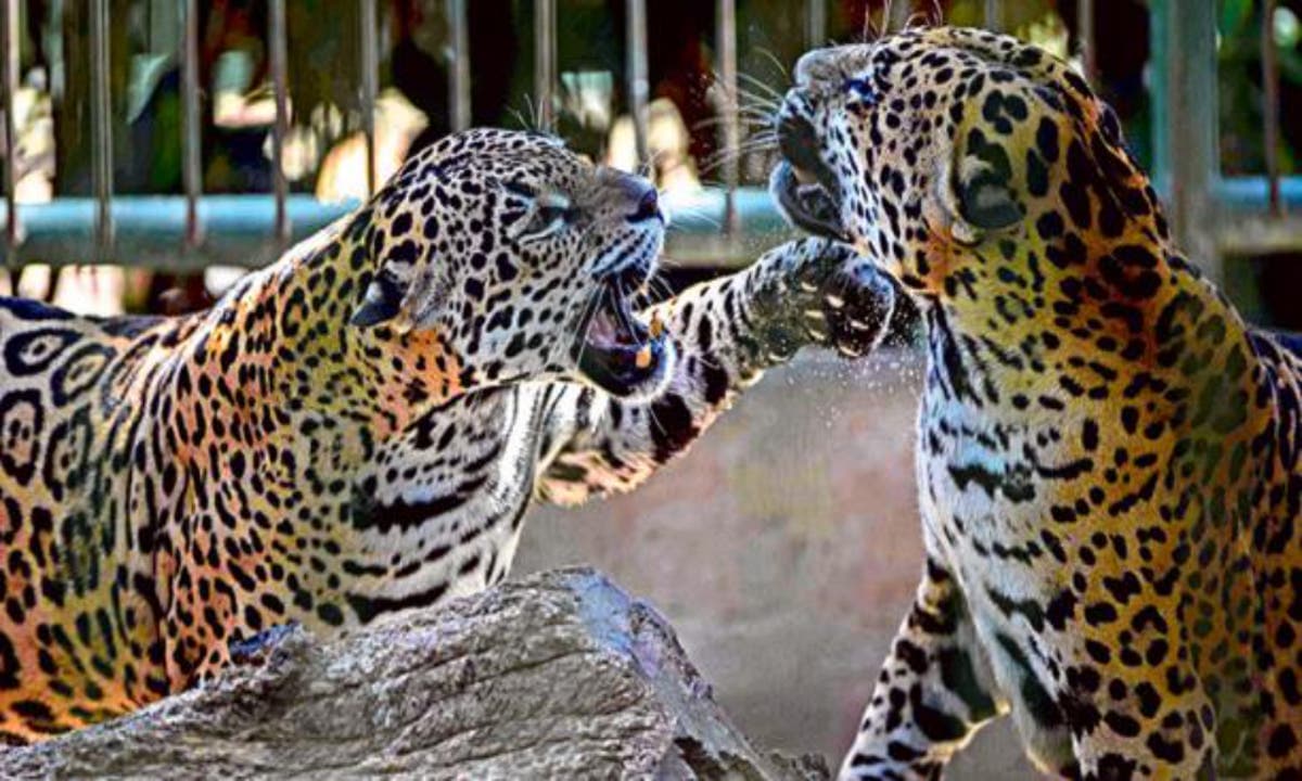 Un 'terrible error' provocó que un jaguar macho matara a una hembra en un zoológico