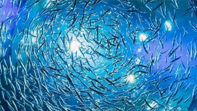 Varias especies de peces de agua dulce en peligro de extinción