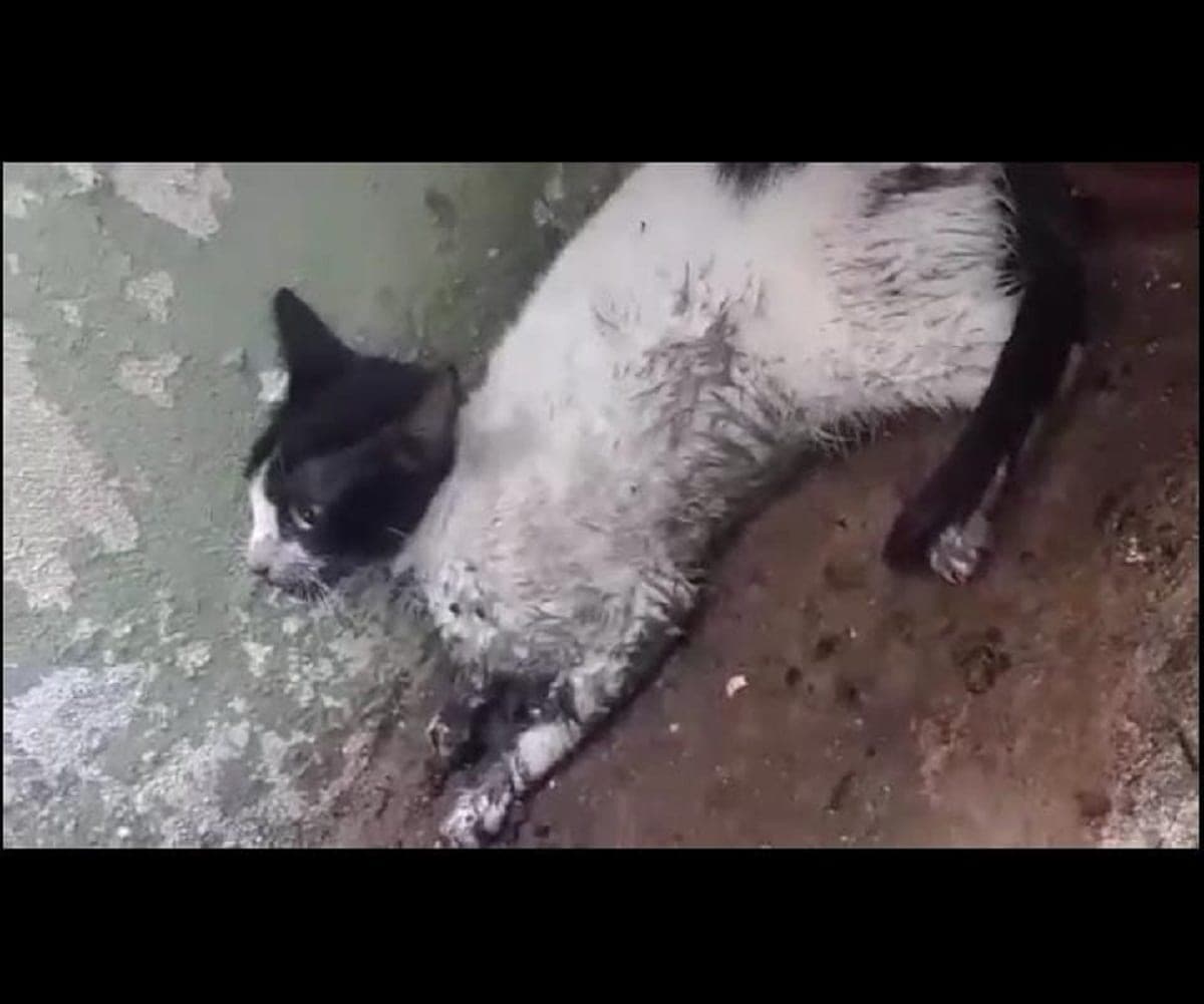 Fallece la gatita "Tita"; fue envenenada con otros animales en Villamar 1