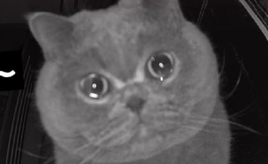 Video: Gatito se queda solo en su hogar; casi llora al escuchar la voz de su dueña