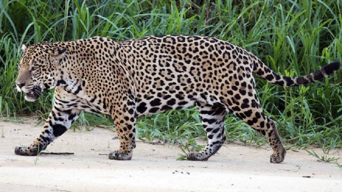 ¡Está desapareciendo el jaguar! Piden firmas para salvar su hábitat en Playa del Carmen