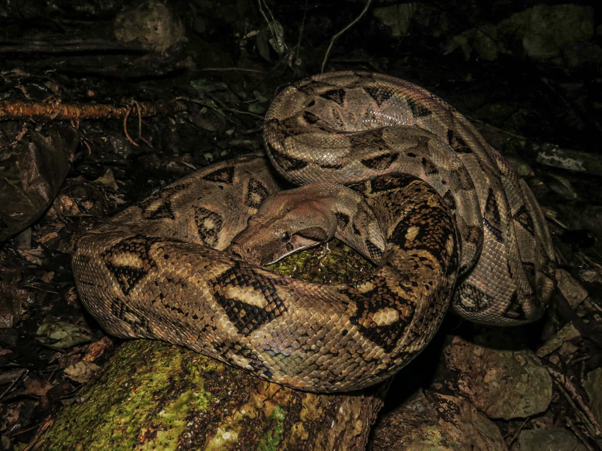 Piden no matar boas en zonas urbanas de la península de Yucatán; son inofensivas