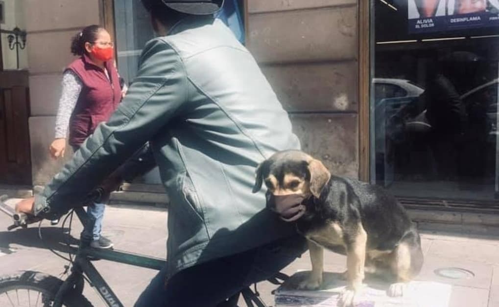Captan a perrito con cubrebocas y en bicicleta con su dueño en Durango