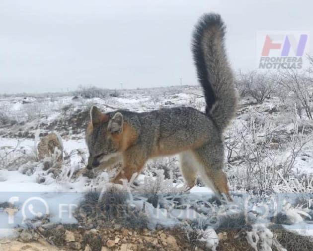 Zorro se congela de pie con ola de frío en Texas