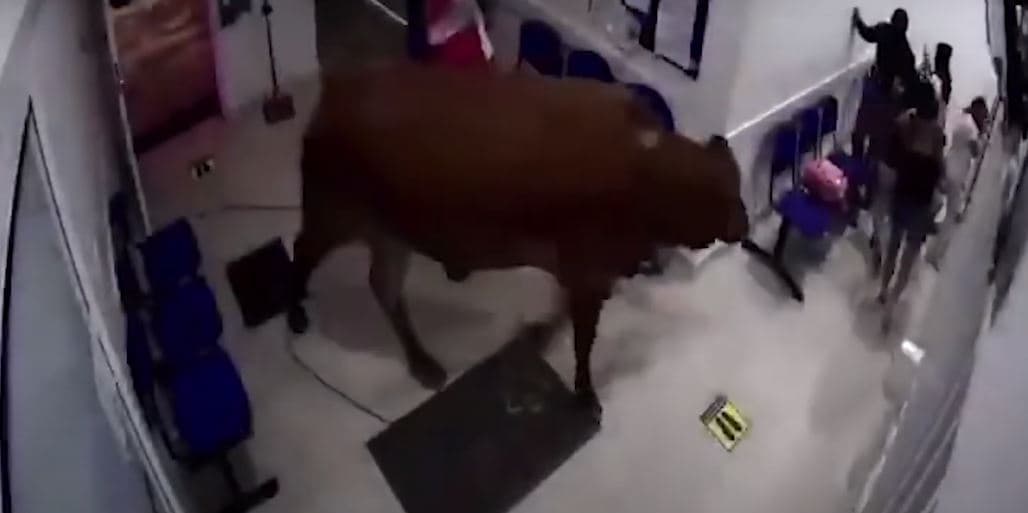 Video: Vaca ingresa a un hospital y causa destrozos, atacó a un paciente