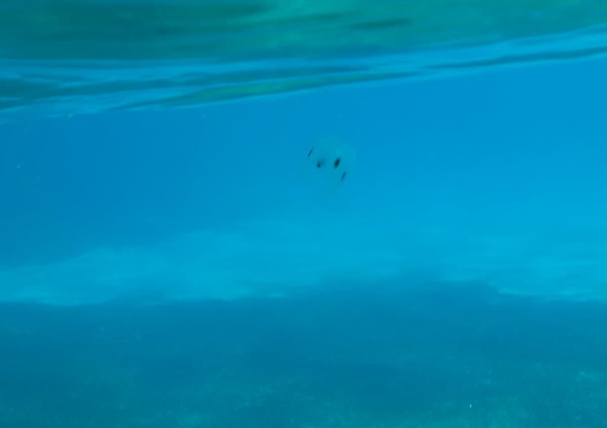 Captan a medusa de peine en Cozumel ¿Es peligrosa?
