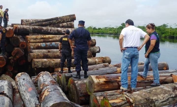 Tráfico de madera ilegal de México hasta China