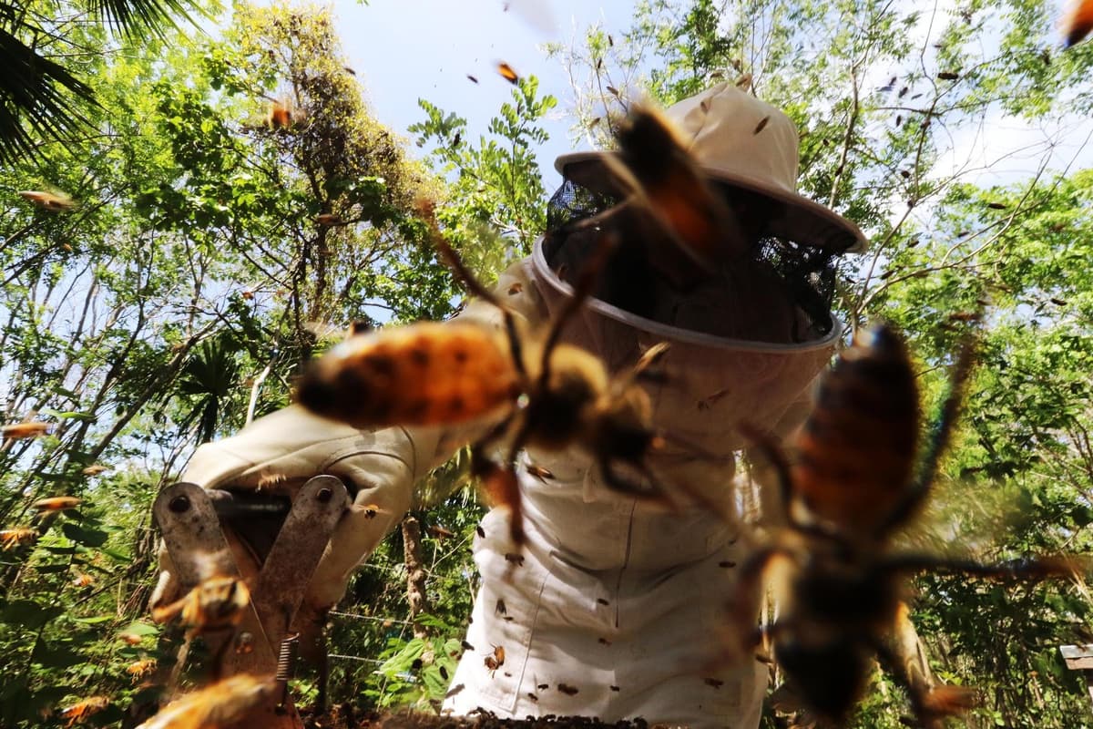 Adulto mayor muere al ser picado por abejas en Bacalar