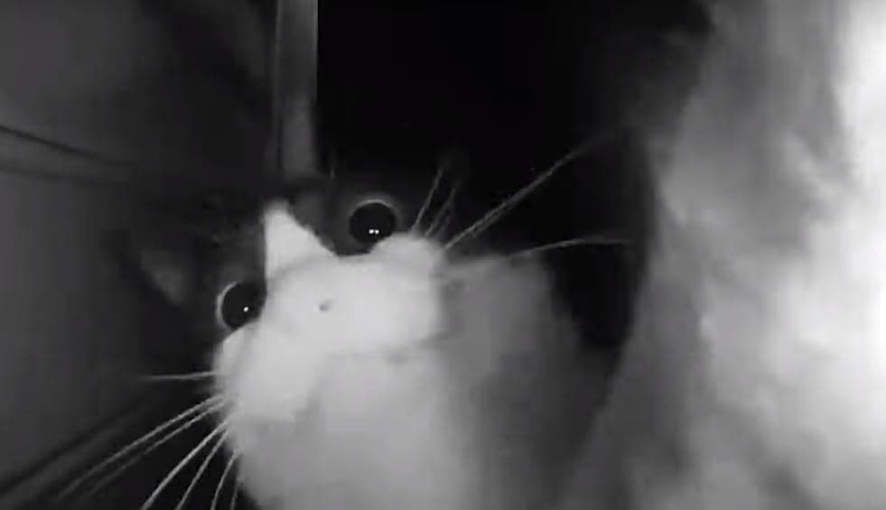 Video: Gatito usa el timbre para que le abran la puerta y se vuelve viral