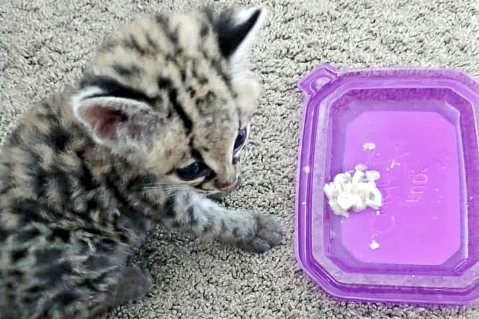 'Pierde' Profepa 970 animales confiscados