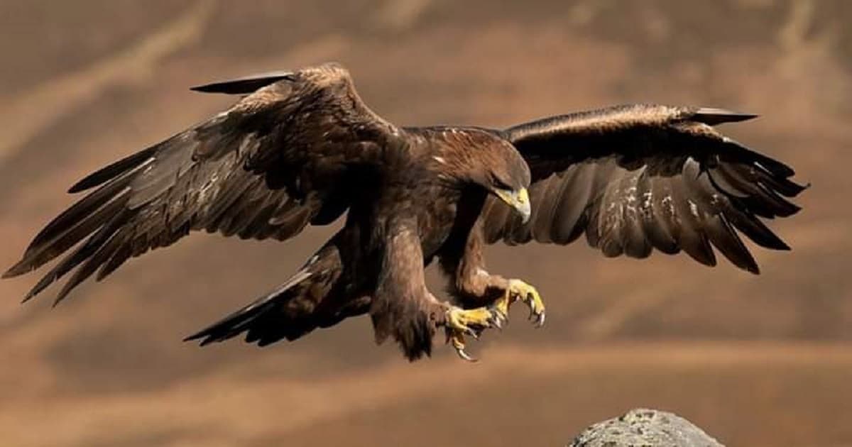 Águila real, el Sol de los pueblos originarios mexicanos