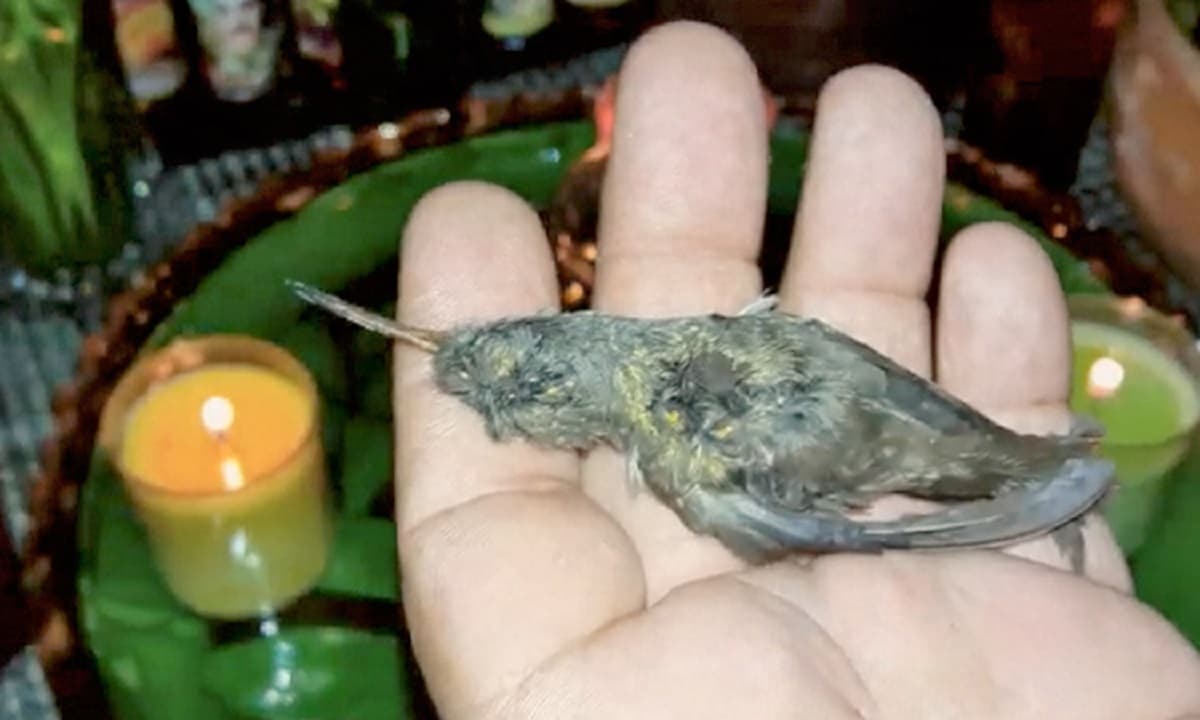 No todo es amor el 14 de febrero: masacran colibríes para hacer amuletos y "amarres"