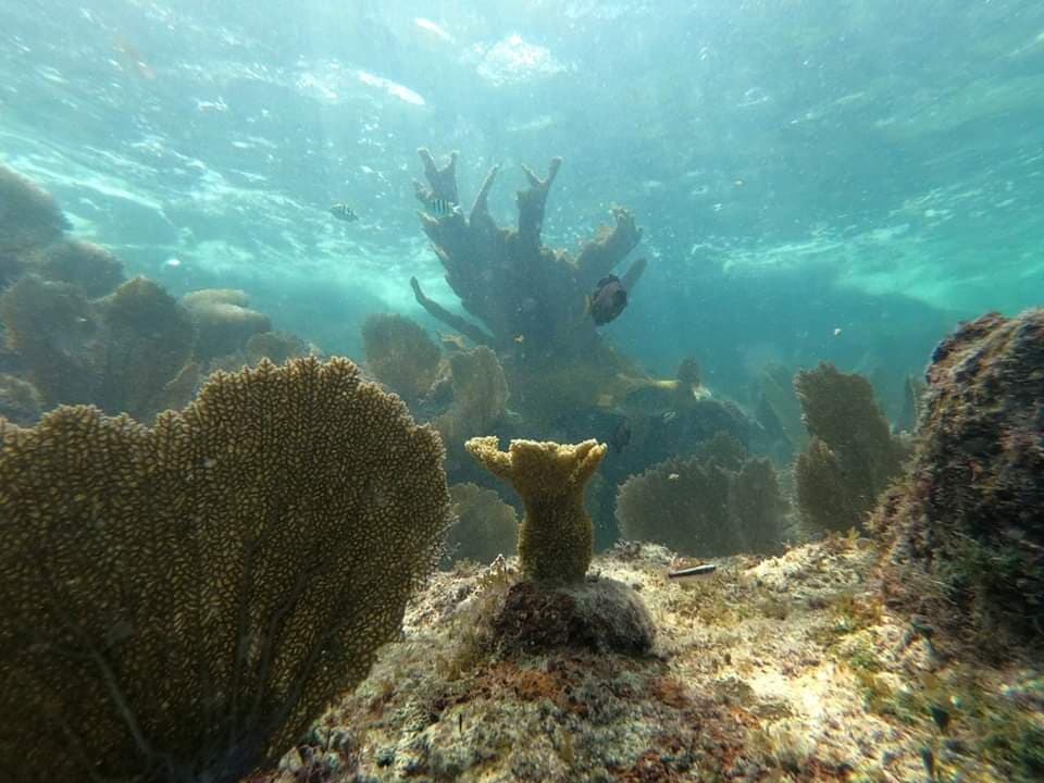 SEMA programa la restauración de arrecifes dañados por los huracanes