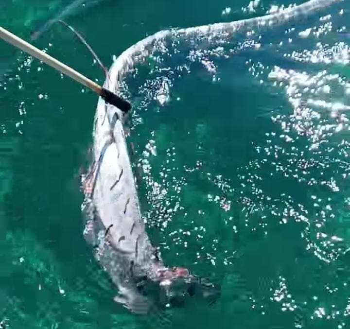 Hallan pez remo sin cabeza en inmediaciones de Cozumel