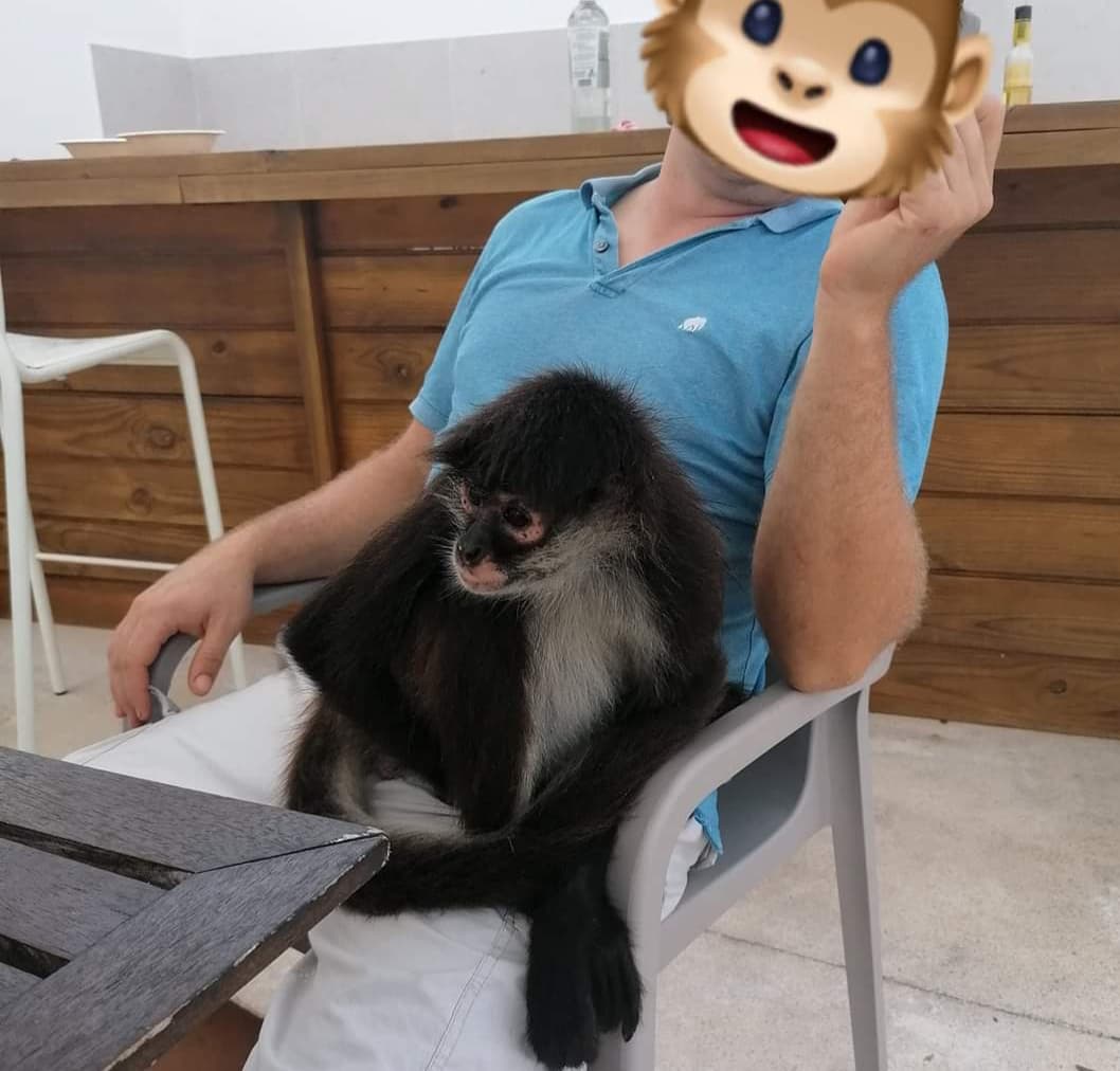 El último huracán llevó a este mono araña a un fraccionamiento de Playa del Carmen: lo quieren reubicar