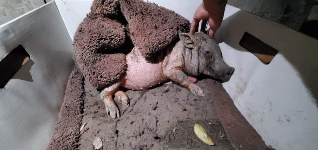 ¡Buscan salvar a "Goyo"! Lo hallaron en terribles condiciones en Playa del Carmen