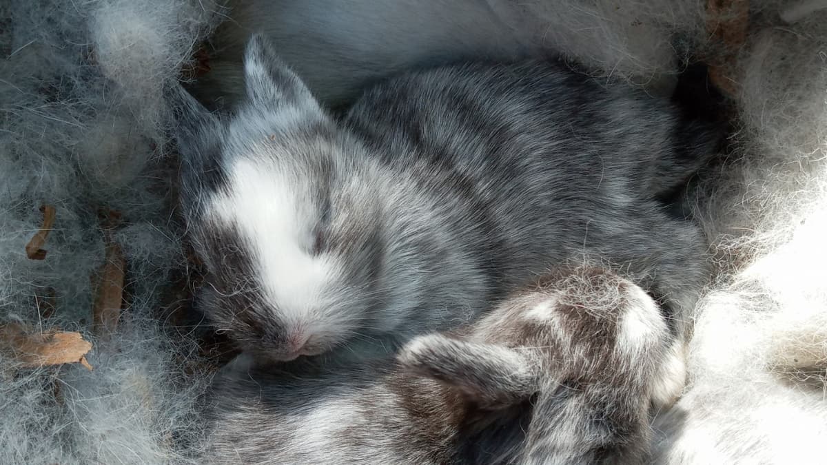 Criador de conejos en Lázaro Cárdenas expande su mercado pese a pandemia