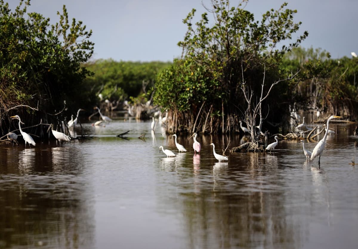 Destaca Ignacio Sánchez la importancia de los humedales para Puerto Morelos