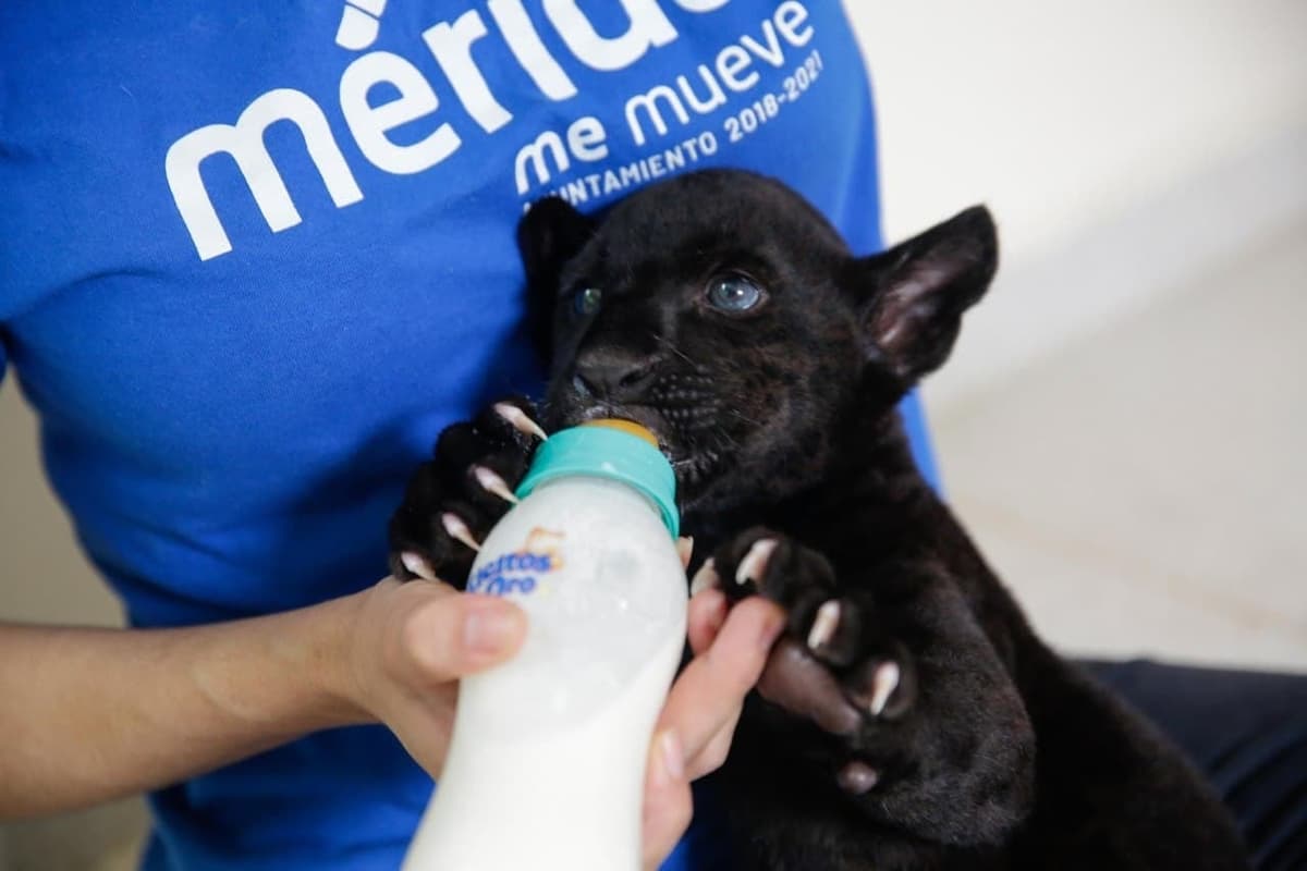 Nace Jaguar Negro en el Centenario; alcalde convoca a niños a ponerle nombre