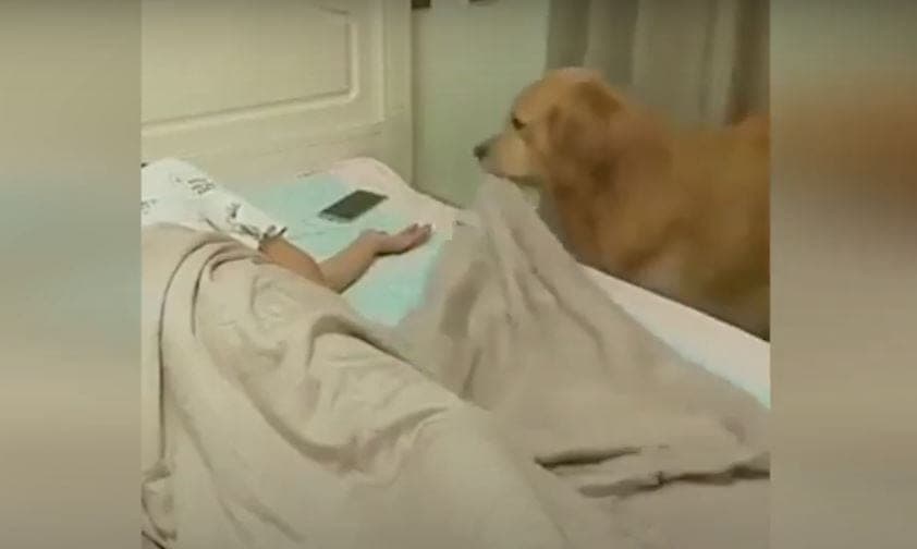 ¡Ternura! Perrito arrulla a su dueño, le pone la cobija y le apaga la luz mientras duerme
