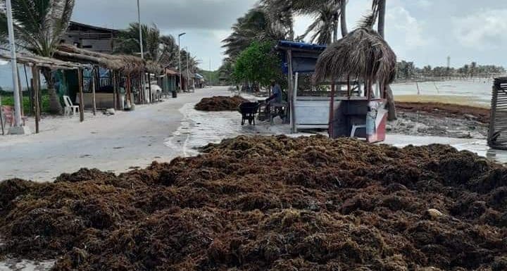Concentra la Semar en Mahahual y Xcalak el esfuerzo contra el sargazo