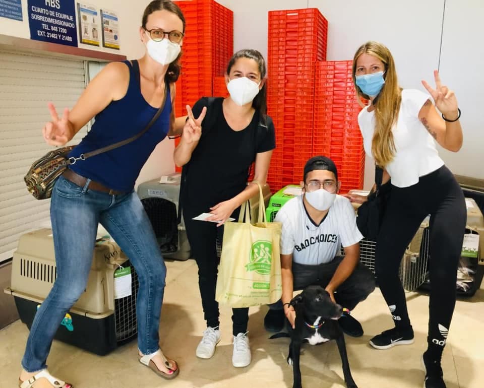 Envían a su nueva casa en Canadá a perritos rescatados en Playa del Carmen y Cozumel