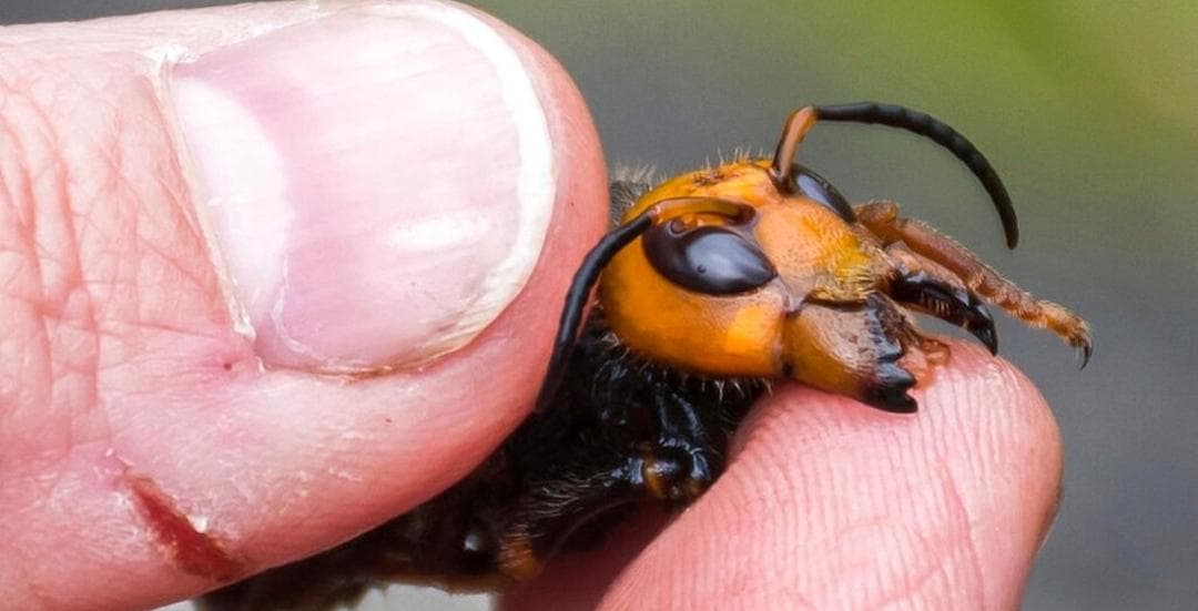 Se preparan Canadá y Estados Unidos para los avispones asiáticos "asesinos"