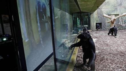 Chimpancés de dos zoológicos 'se acompañan' a través de videollamadas para vencer el aburrimiento