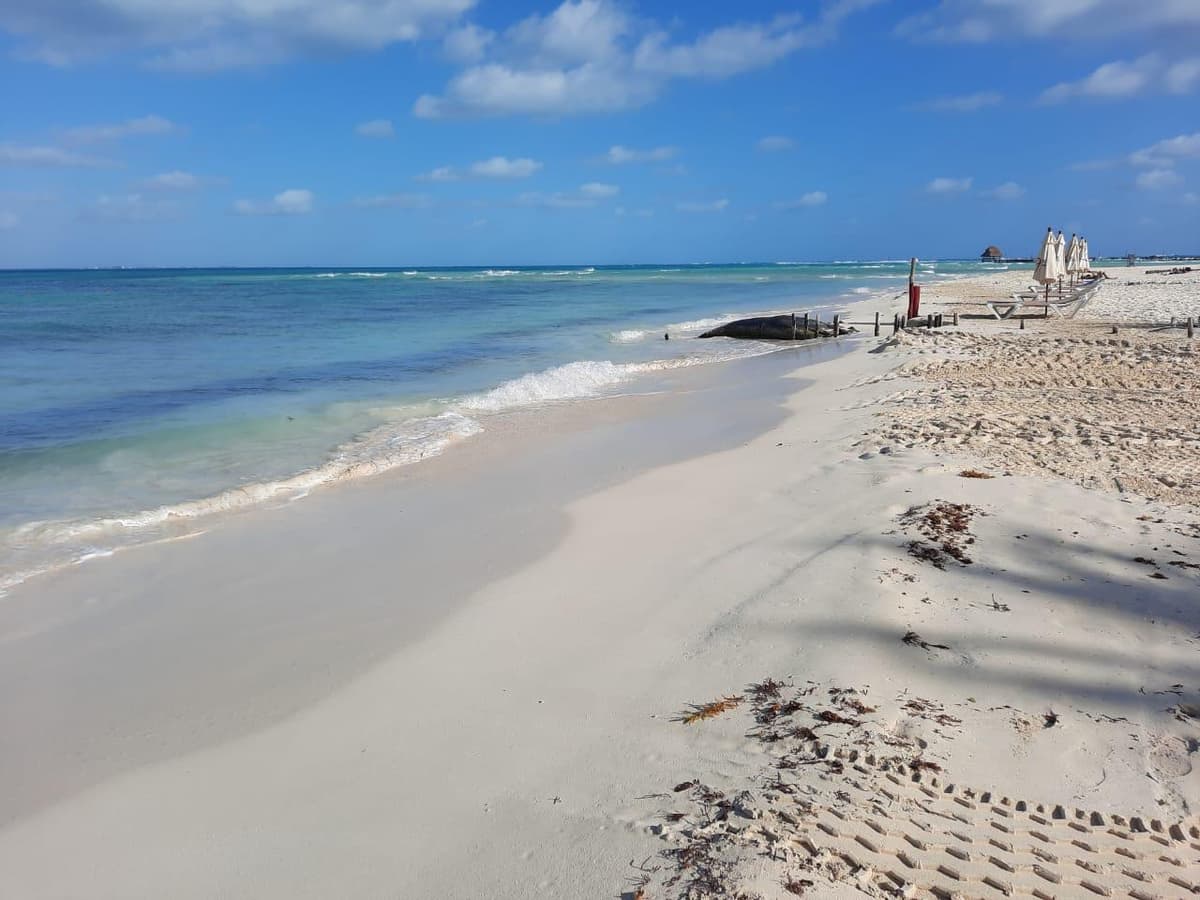 Intensifican limpieza de sargazo de playas en Isla Mujeres