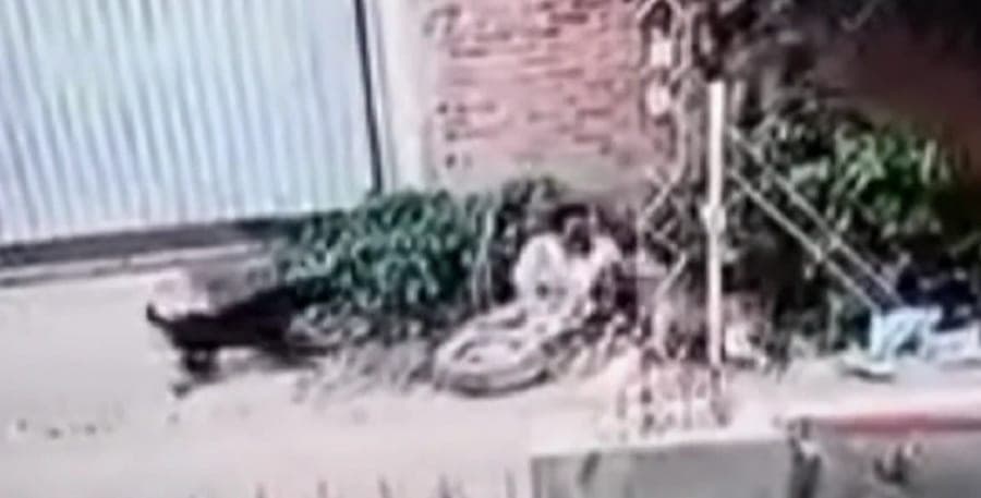 Más de doce perros atacaron a una mujer de la tercera edad