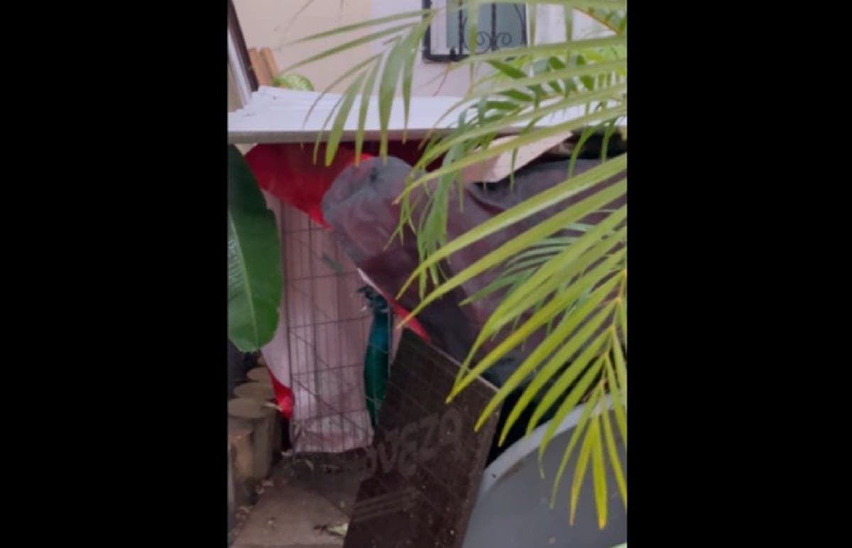 No me deja vivir en paz su sufrimiento: playense reporta a pavorreales enjaulados