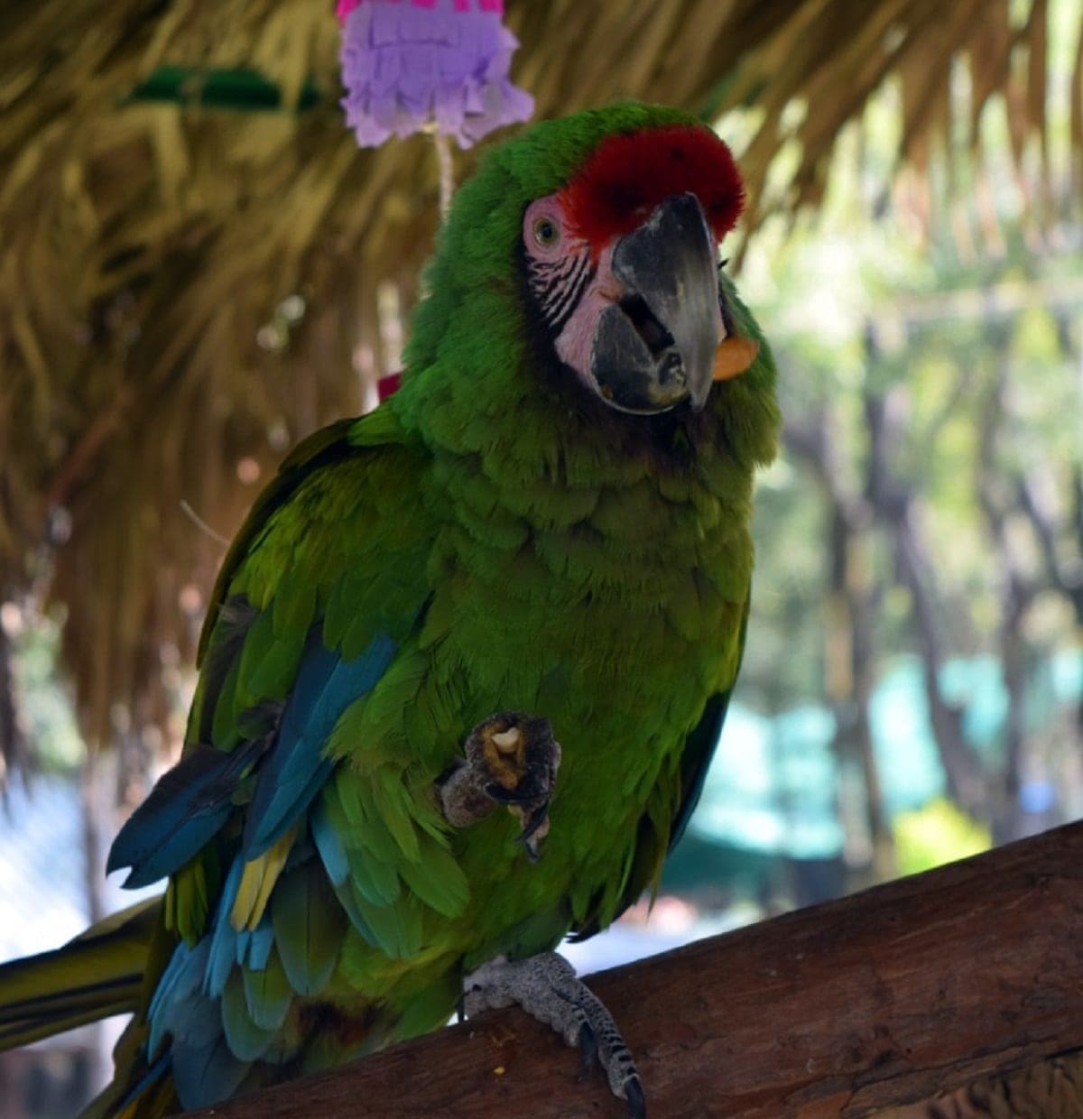 Anuncian reapertura próxima de zoológicos de la Ciudad de México