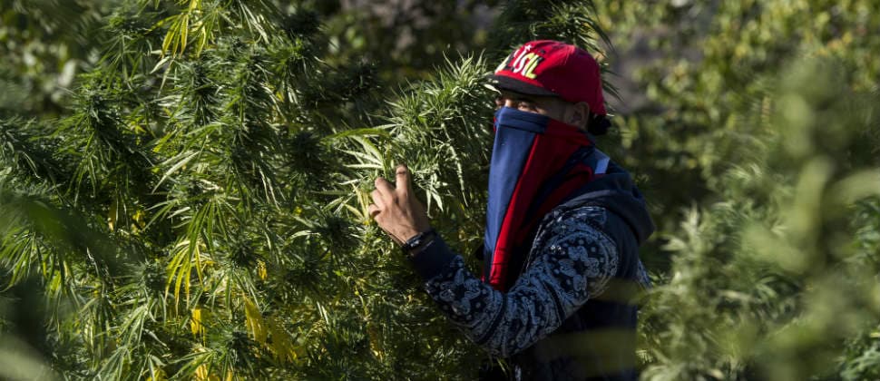Marruecos pospone sin fecha el proyecto de legalizar el cannabis