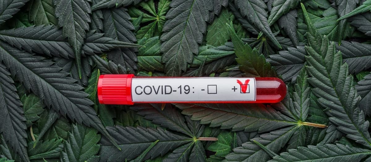La marihuana reduce riesgo de contagiarte de Covid-19, según estudio