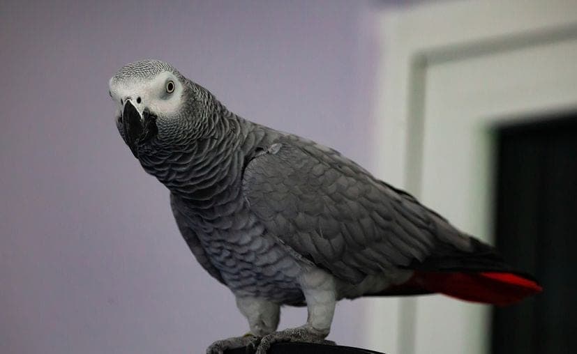 Loro británico se pierde durante años y regresa a casa hablando español