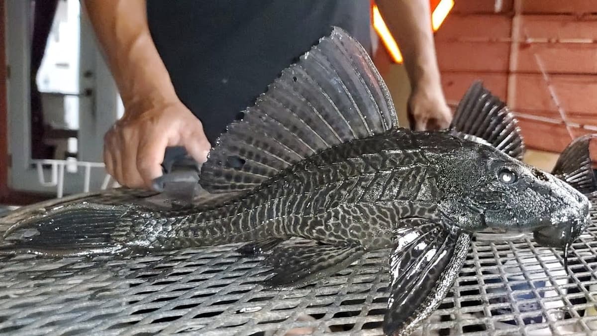 Pez Diablo introducido por gente irresponsable, podría afectar laguna de Bacalar