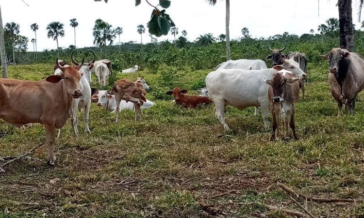 Advierten que animales podrían morir de hambre en Lázaro Cárdenas por sequía