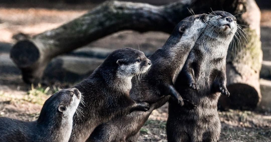 Nutrias de acuario en Estados Unidos dan positivo a Covid; las contagió el personal