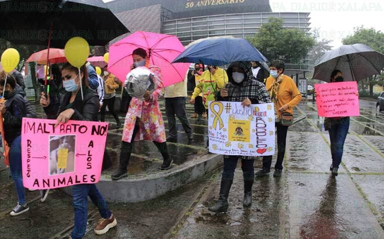 Se manifiestan en el país por el asesinato del perrito Rodolfo